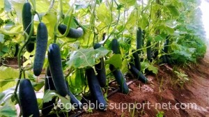 cucumber-crop-in-open-field-with-vegetable-support-net