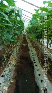 organic-cucumber