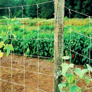vegetable-support-net-in-open-field