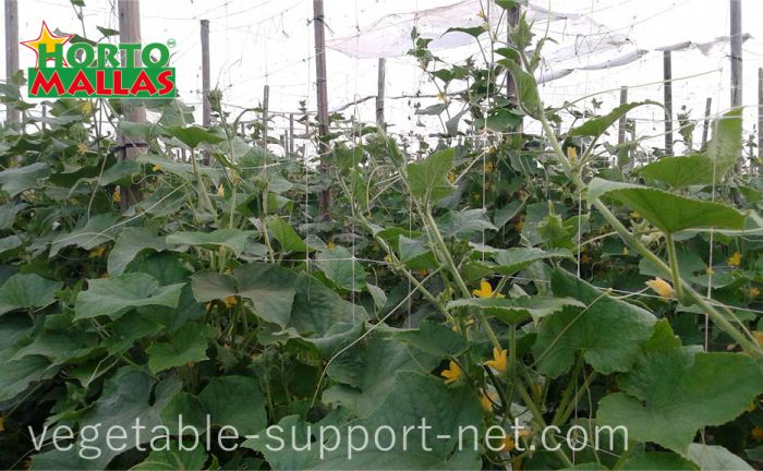 cucumber trellised with support netting