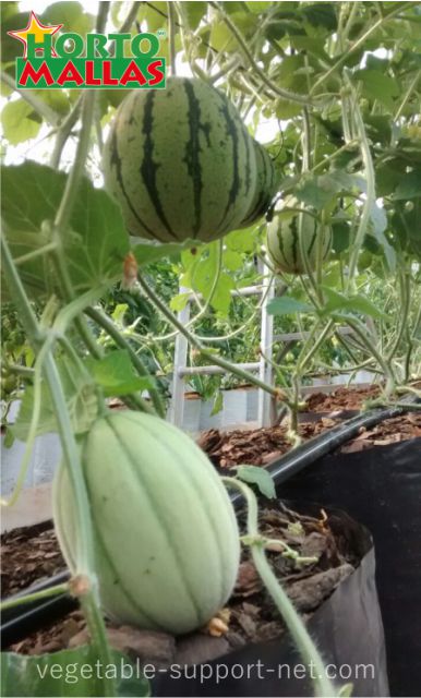 watermelon tutored vertically with  hortomallas net for plant support