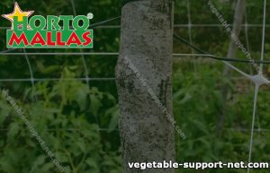 Crop field with plant stakes