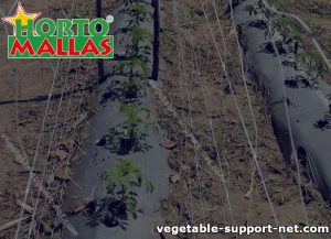 Vegetable netting support