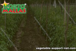 Trellis netting installed in a crop field