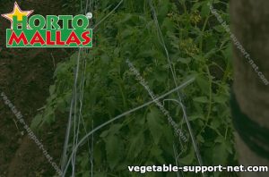vegetable support net