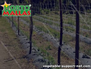 Trellis netting