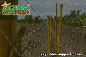 Bamboo Stakes