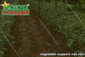 Support mesh placed in vegetable field